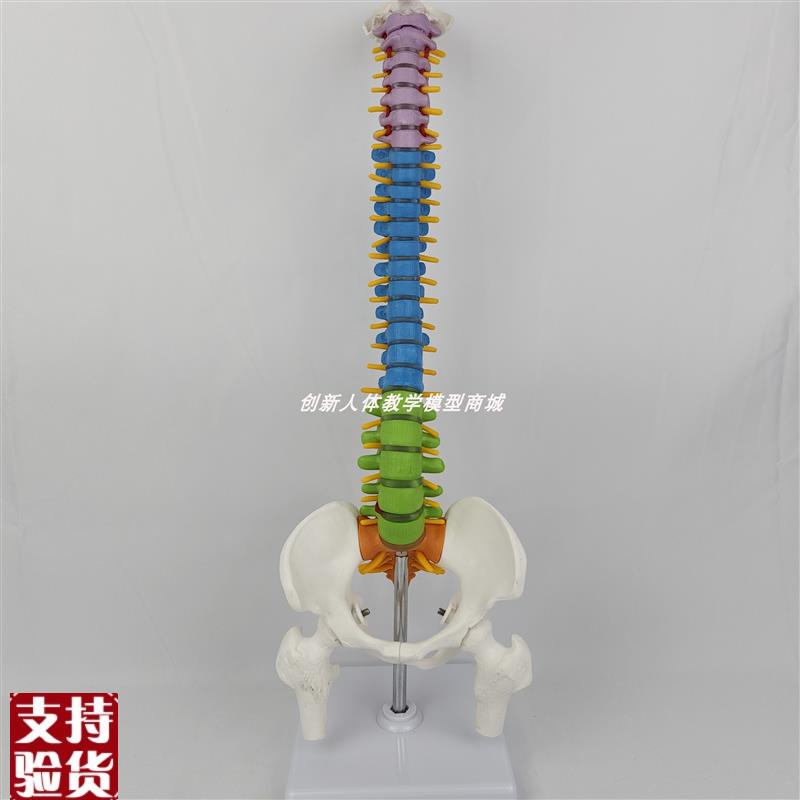 人体脊柱模型颈椎脊椎腰椎盆骨神经骨骼骨架正骨医V用教学玩具演