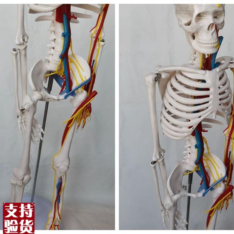 85cmb人体骨骼模型心脏主动静脉血管骷髅骨架医用教学讲解