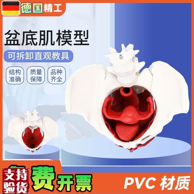 德国】女性骨盆带盆底肌模型女盆腔结构子宫N膀胱二节腰椎产后恢