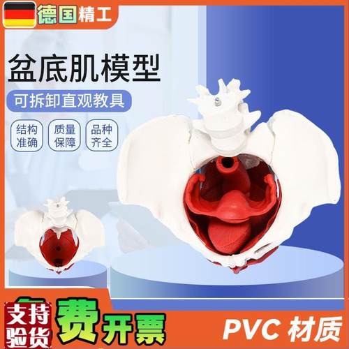 德国】女性骨盆带盆底肌模型女盆腔结构子宫N膀胱二节腰椎产后恢
