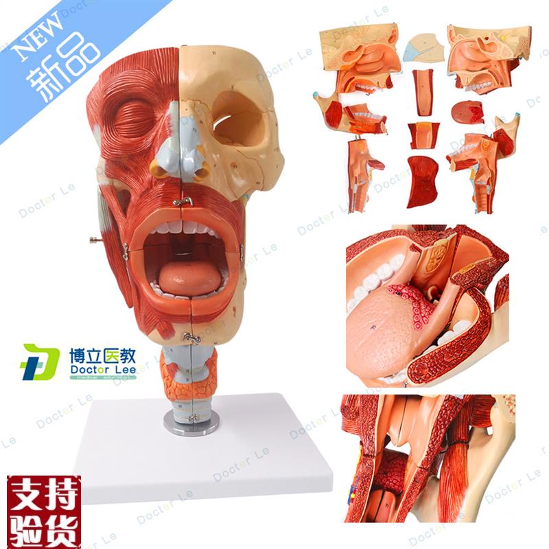 鼻口咽喉腔模型舌头颈部喉腔肌肉神经血管耳鼻喉专V科解部声乐教