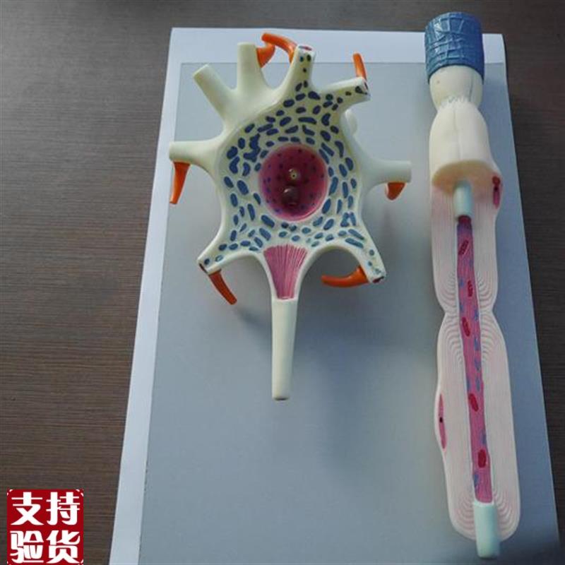 向阳花正品神经元模型教学模型厂Q家直销大量生产