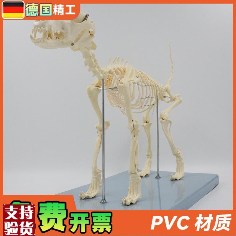 德国】狗b骨骼模型犬骨架解剖教具仿真小狗头骨脊柱关节可拆卸宠