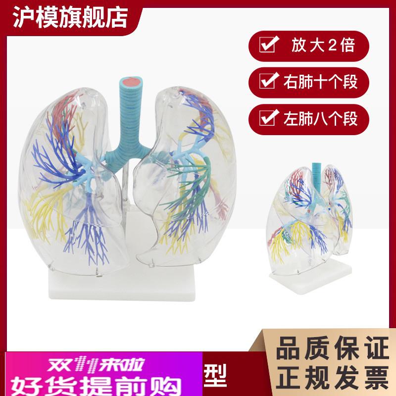 沪模HM/XC330透明肺段模型 肺部解剖示教人体解剖学气管教具支气