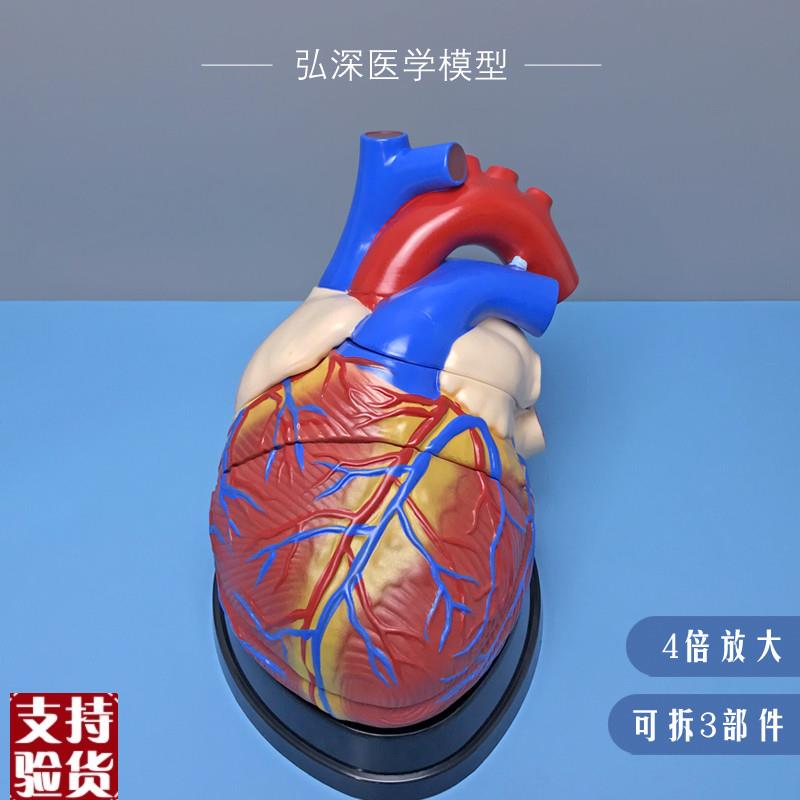 人体心脏模型4倍放大可拆内脏器官解剖血管动静脉R弘深医学教学30