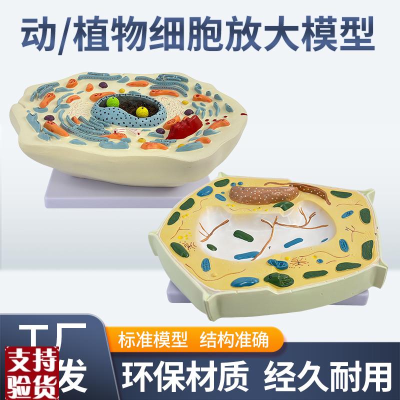 植物细胞亚显微结构p细胞亚显微结构模型科教仪器医学教学专用