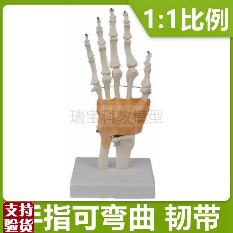 手关节模型腕骨韧带筋膜神经外科B临床教学手指弯曲握拳造型医美