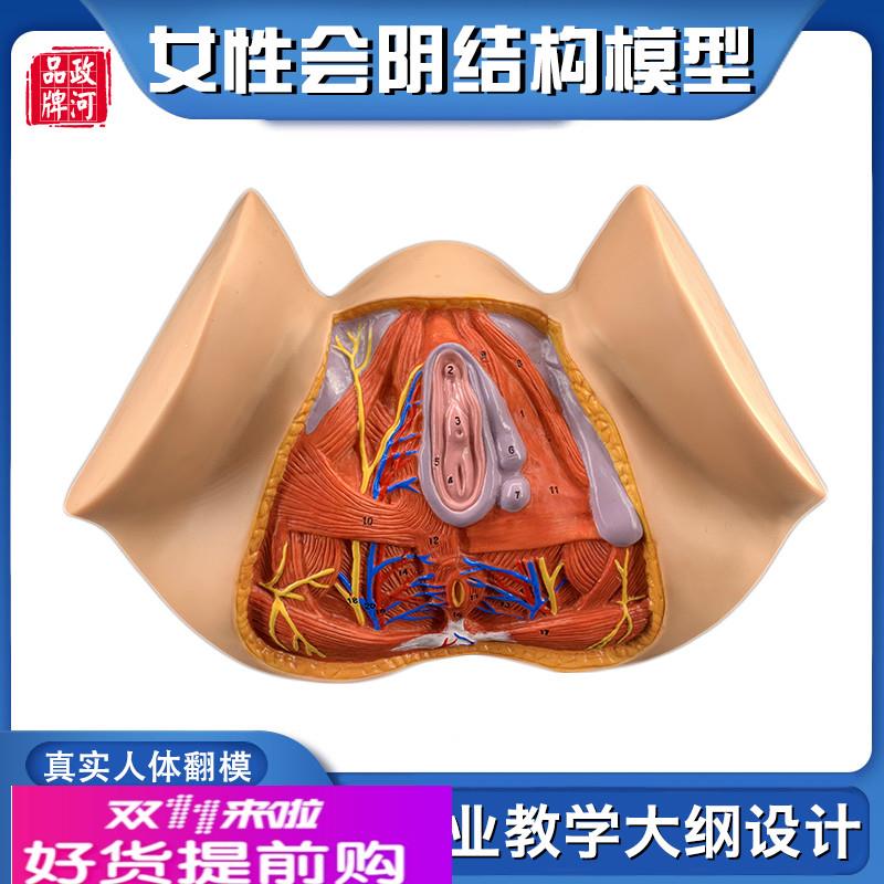 政河女性会阴器官结构解剖模型人体生殖构造讲解医院学校教学用具