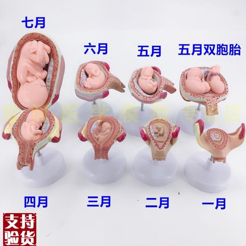 妊娠胚胎发育模型计划生育模型妊娠E胚胎发育过程模型(8件/套)
