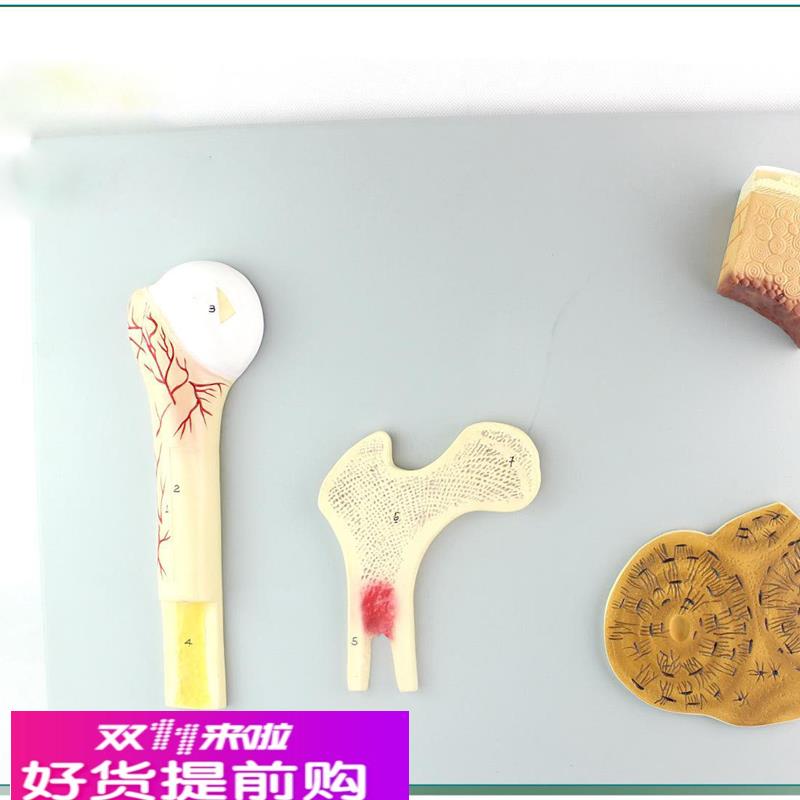 骨的构造模型 人体骨骼骨架模型 骨骼教学模型SMD0012