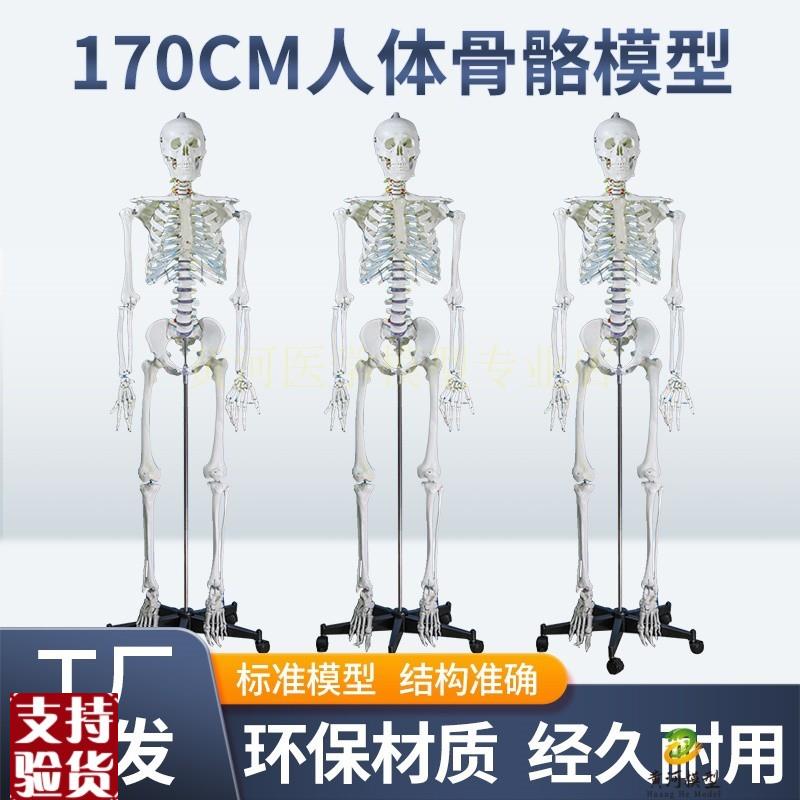 成人一比一人体骨k骼模型170cm人体骨架标准医学骷髅骨架解剖标本