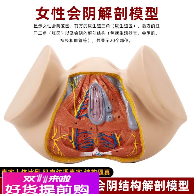 女性会阴生殖器官结构解剖会阴侧切产科护理家政月嫂培训教具模型