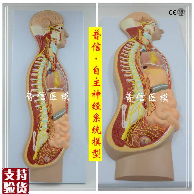 自主神经系统模型全身交感z神经器官眼肠解剖医学教学展示,文具电教/文化用品/商务用品,教学标本/模型,淘宝优惠券,粉丝福利购,淘宝优惠卷