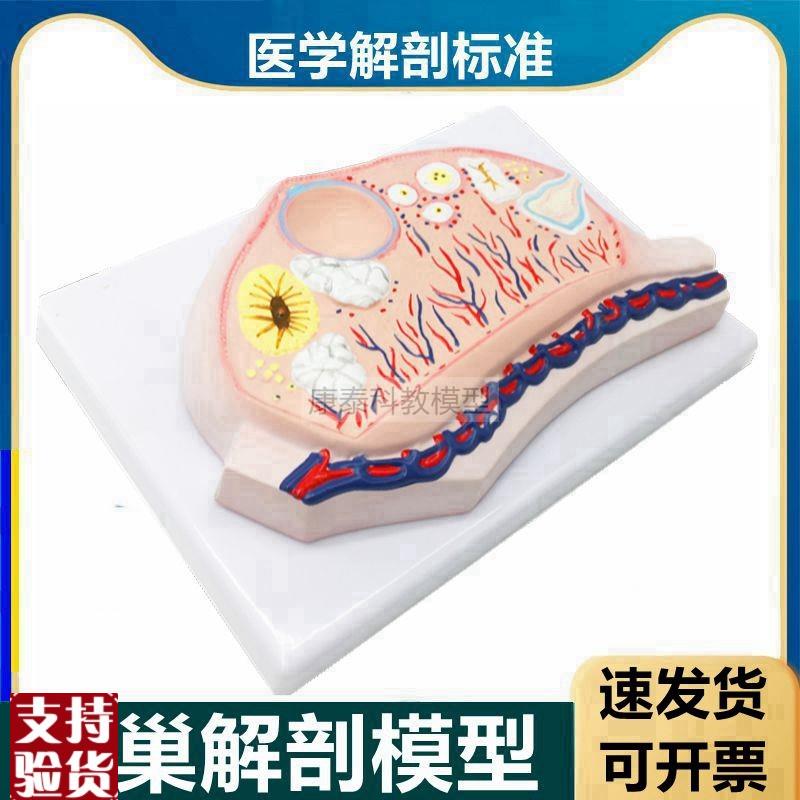 卵巢模型卵子卵j泡黄体白体女生殖性腺输卵管子宫妇科月经周期医