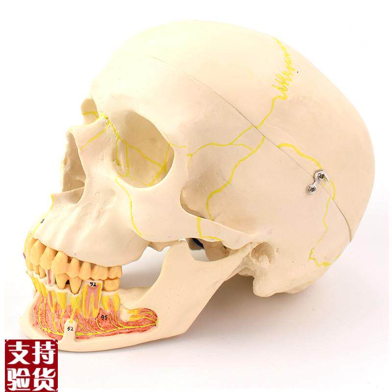 ENOVO颐诺成人头骨模型下颌骨解剖专业M仿真头颅骨口腔科头骨