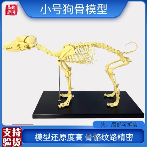 宠物骨科器械全i身狗骨骼标本模型动物狗猫犬教学骨头骨架骨骼模