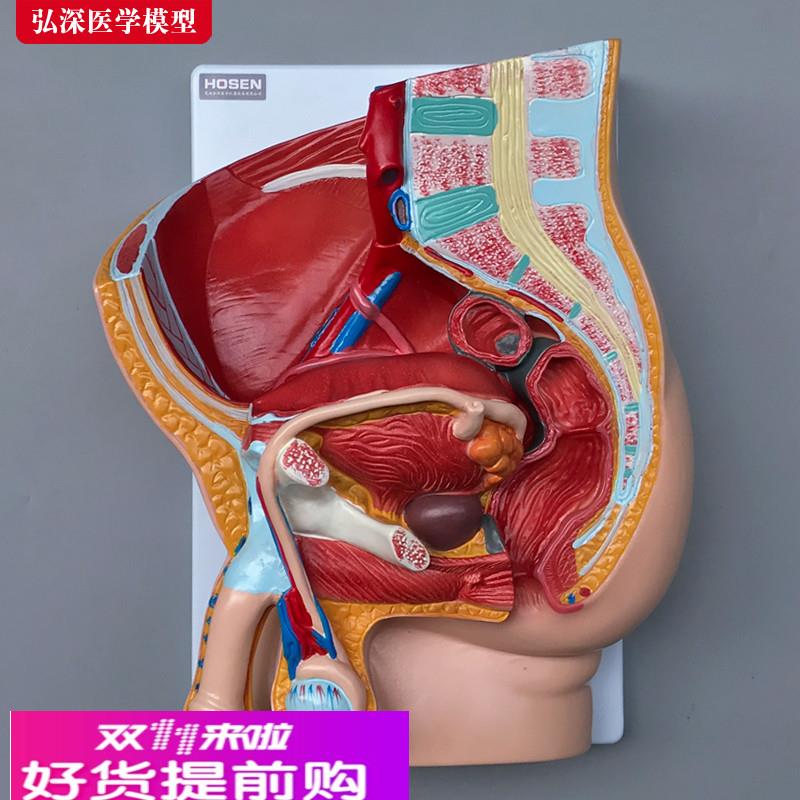 男性生殖系统模型人体矢状解剖面结构造骨盆腔医学示教学模具玩具