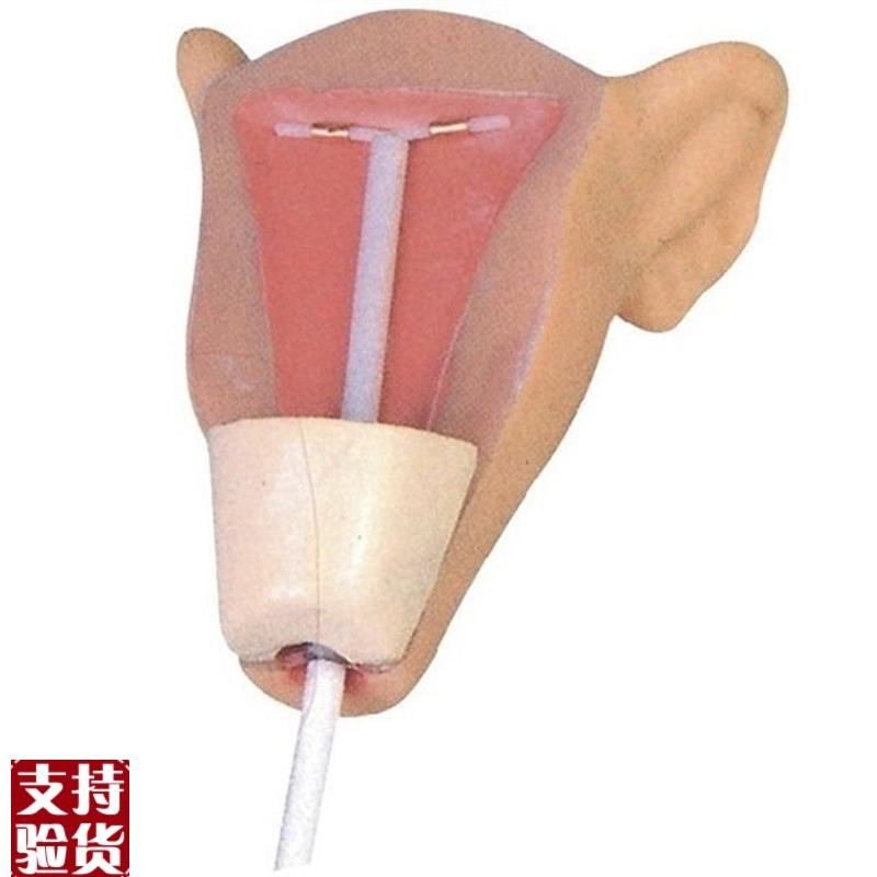 高级宫内避孕训练模型妇科计划E生育教学模型计生避孕模型