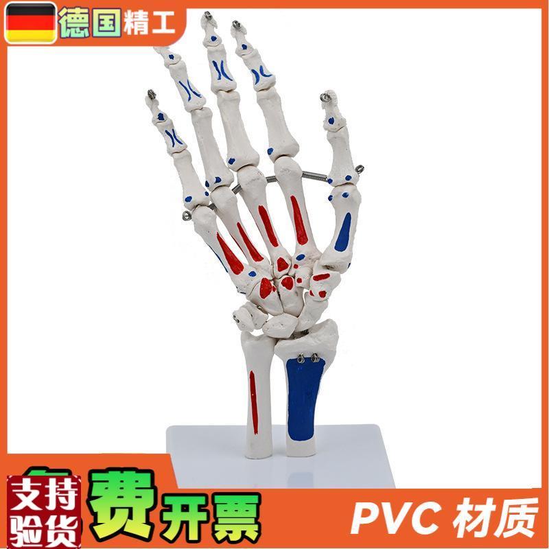 德国】1比1手骨模型人体关节骨骼E医学院校教具展示尺骨桡骨写色