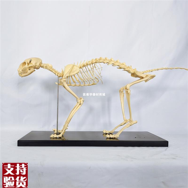 高仿真猫骨架标本猫全身骨骼模型动物H骨头关节兽医宠物医院用具
