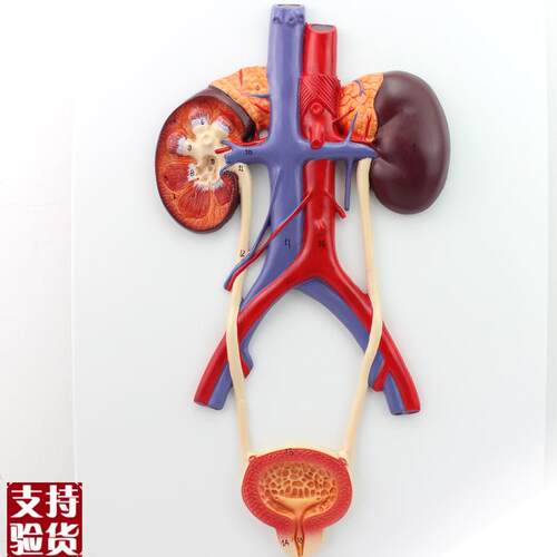 ENOVO颐f诺人体泌尿系统模型输尿管膀胱尿道模型肾解剖模型医学泌