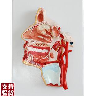 头部解剖病变口鼻咽q喉内侧面血管神经模型口腔模型医教