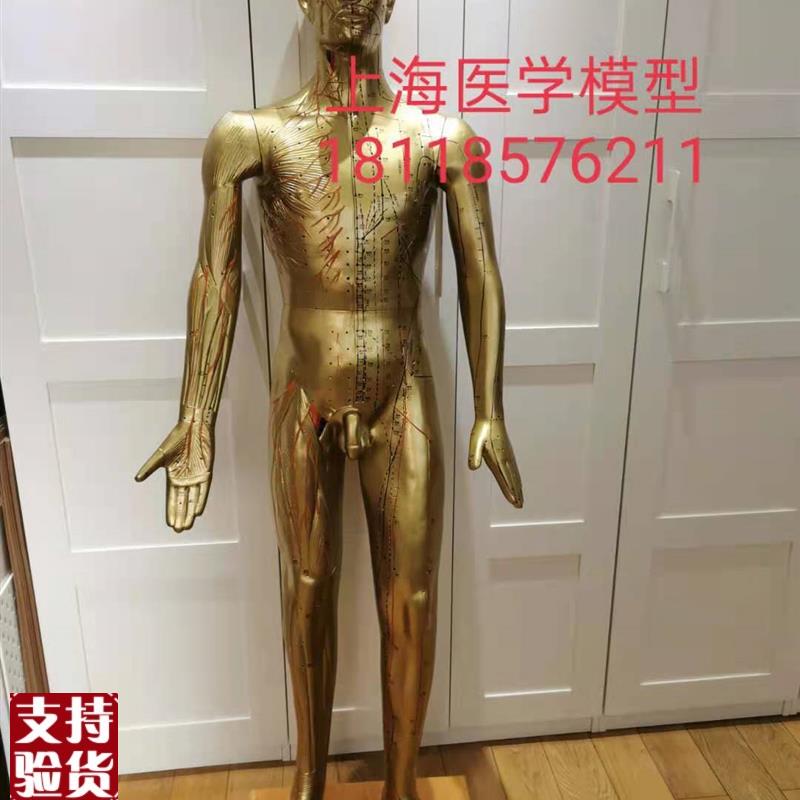 年终大促销170CM人体针s灸模型针灸铜人模型178cm中医经络穴位模