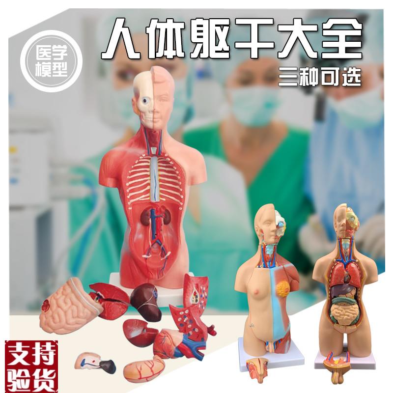 躯干模型人体内脏解剖男性女性器官模型躯M干解剖胸腹器官结构模