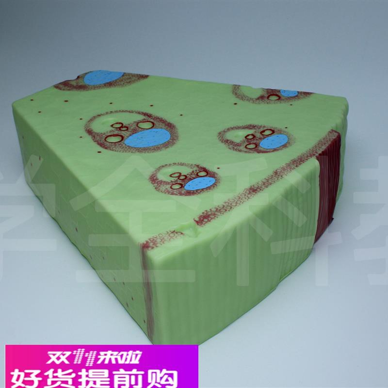 单子叶植物模型子叶植物茎构造纵横切面细胞组织生物教学模型