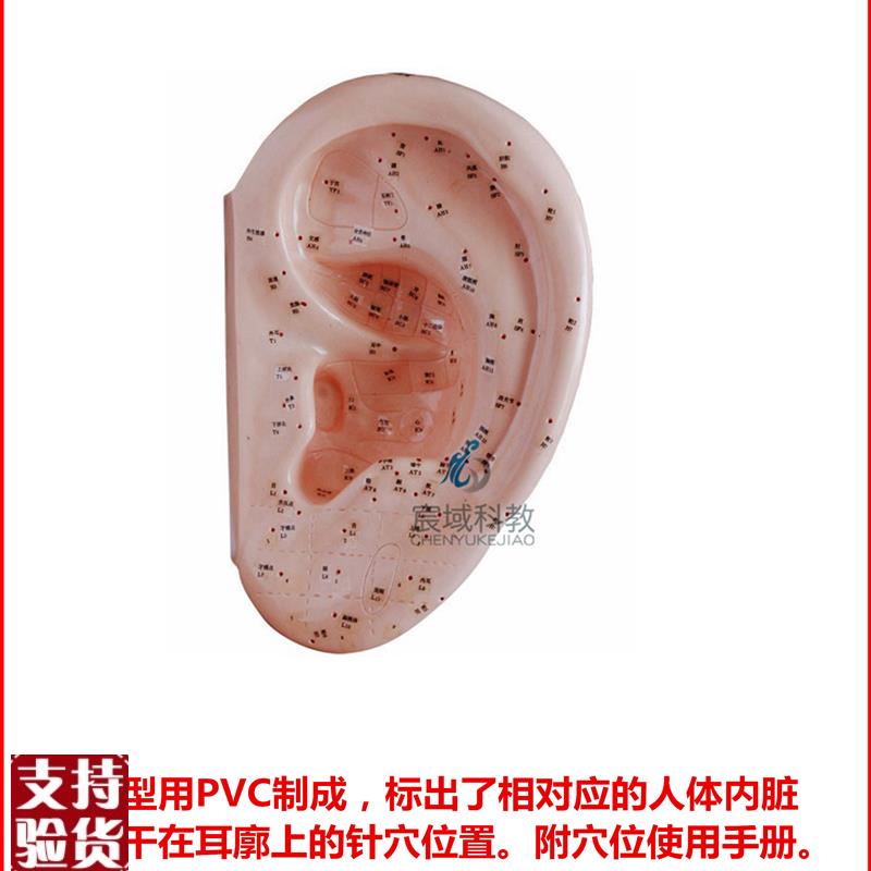 多款耳针灸模型全部o厂家直销真实的手感耐练的材质是你好的选择