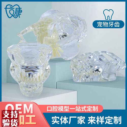 宠物牙齿模型透明狗n牙猫牙口腔犬牙教学演示动物倒模具猫兽医包