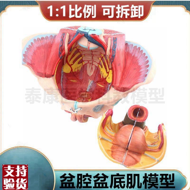 女性盆底肌模型盆腔器官泌尿生殖F系统妇产科临床产后修复家政
