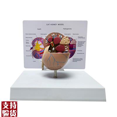 猫肾脏病态健康解剖模q型猫科宠物教学教具兽医医学模型厂家直销