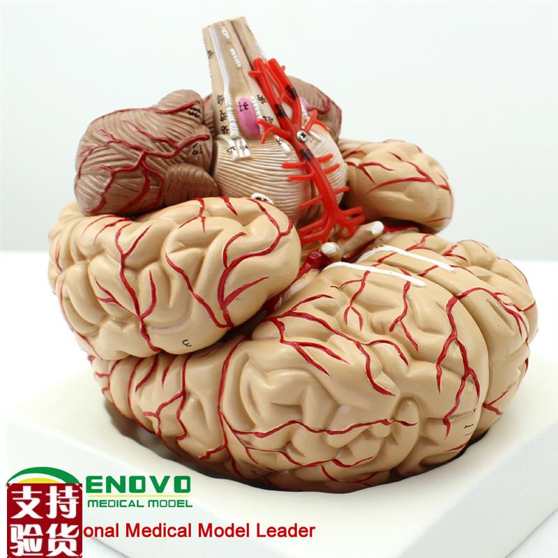颐诺正品医用人体大脑解剖模x型大脑模型心脑血管动脉脑神经科