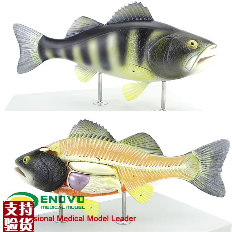 ENOVO颐诺鱼解剖模型水产养z殖专业科学教学实验模型生物动物模型