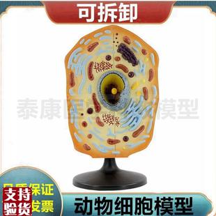 动物细胞模型细胞器o可拆卸细胞核细胞微细结构流动镶嵌模型动植