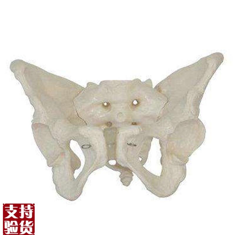 女性骨盆模型自然大骨盆关节骶骨耻骨结构造P妇产科展示教学医学