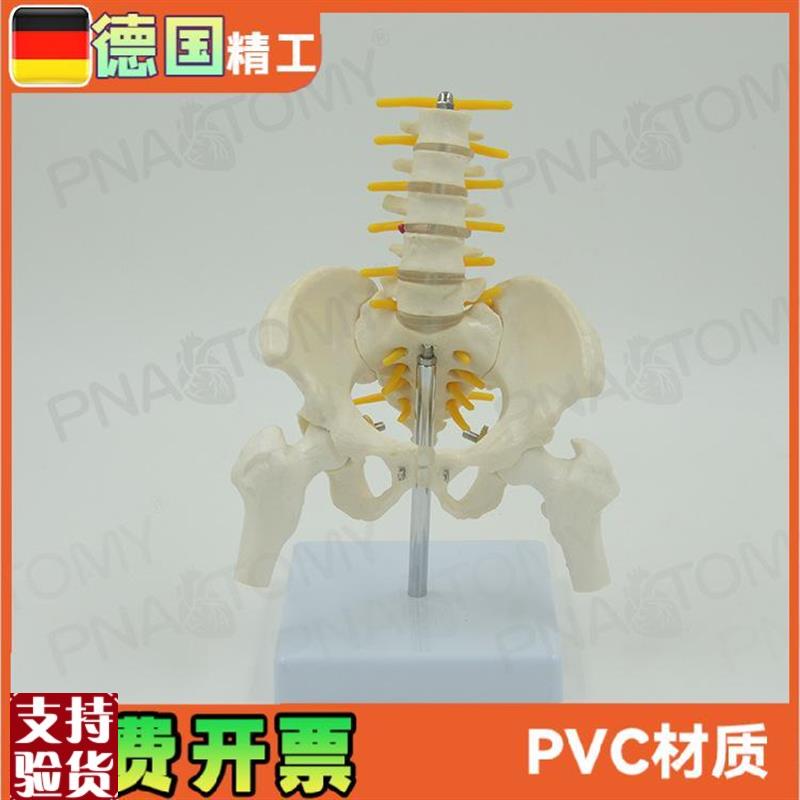 小型5节腰椎带骨盆p股骨脊神经骨骼模型妇产科骨科疼痛科标本