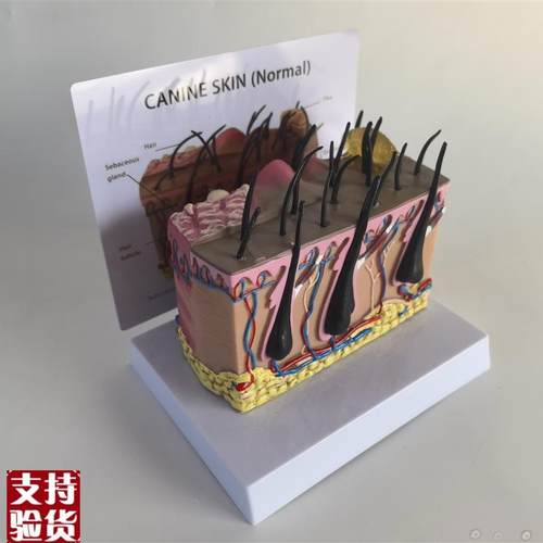 狗皮肤解剖模型犬科真皮宠物病态皮肤教具S兽医教学动物模型