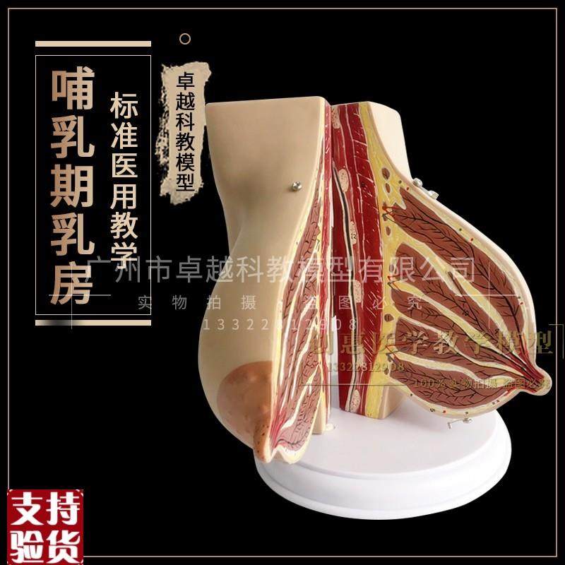 哺乳期乳房模型胸部解剖乳房结构造G乳房乳腺病变模型催乳师教具,玩具/童车/益智/积木/模型,其他模型玩具,淘宝优惠券,粉丝福利购,淘宝优惠卷