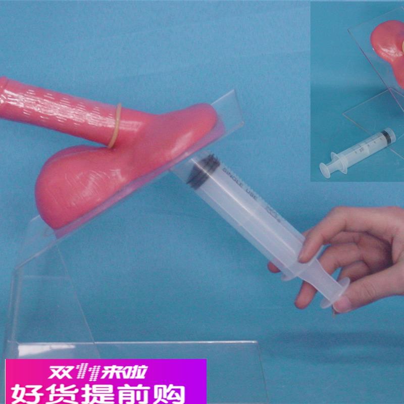 包邮男性保护套实习演示模型 男性生殖系统计生 教学医用讲解展示