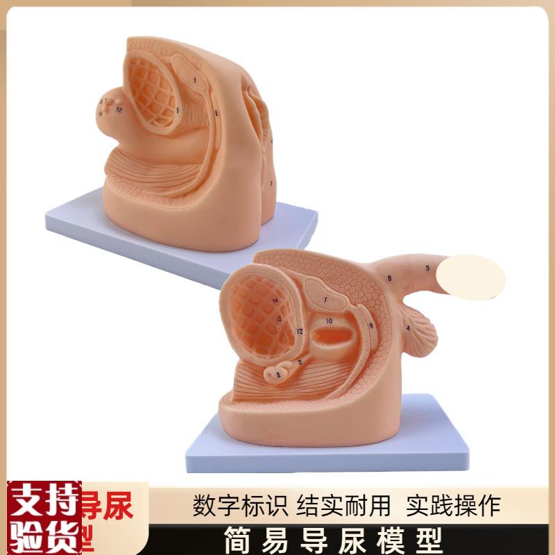女性内外生殖器解剖模型及导尿模具医学用人体导尿插Z管模型教具