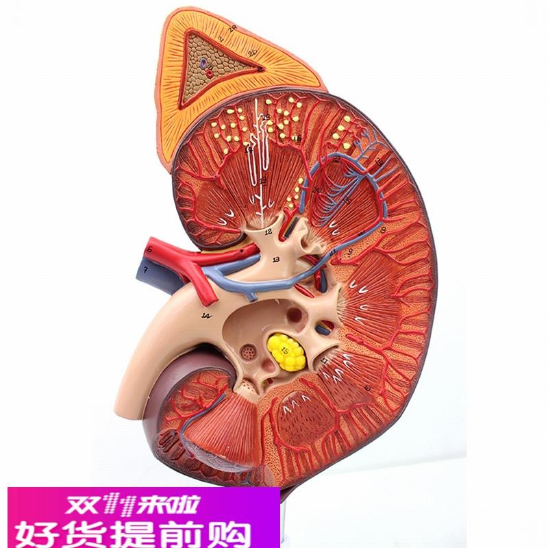ENOVO颐诺医学人体肾脏肾上腺模型 肾器官解剖泌尿系统模型生殖泌