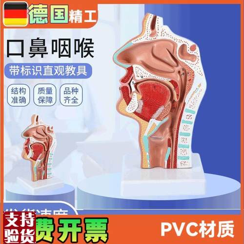 头部解剖模型口鼻咽喉鼻s腔病理模型口鼻咽喉内侧面血管神经模型
