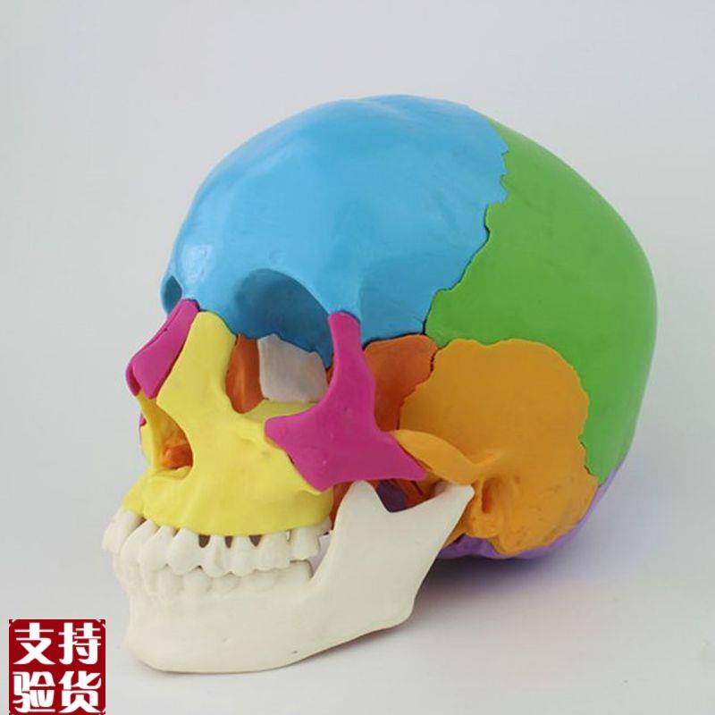 1比1头骨模型拆卸22部t件颅骨结构散骨拼装塑胶骨髅头美术临摹医