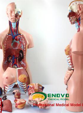 颐诺正品85CM躯干系s统人体解剖学模型医用人体解剖器官结构模型