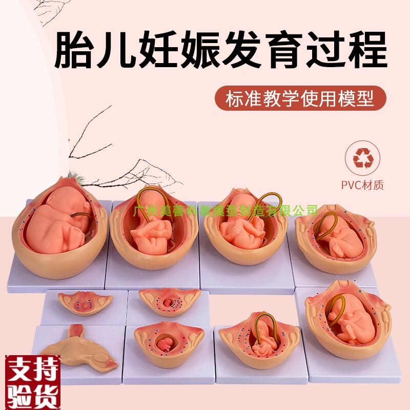 人体胚胎发育模型妊n娠胚胎发育过程怀孕十月胎儿模型10部件版
