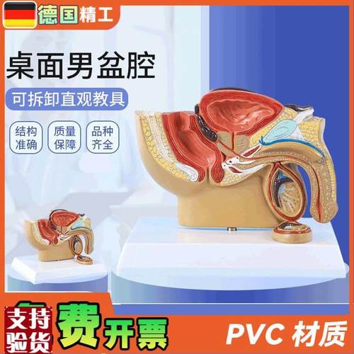 德国】男性盆腔前列腺泌尿生w殖系统睾丸切面解剖模型男科计生展