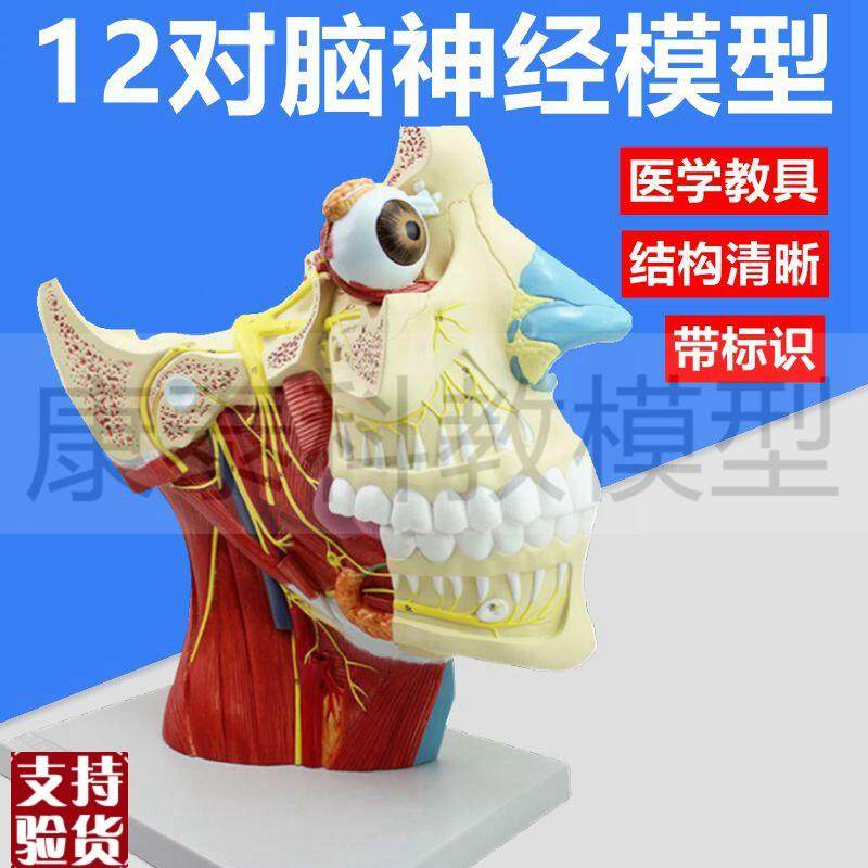 12对脑神经模型中枢面q部肌肉血管整形美容大脑皮层功能脑组织结