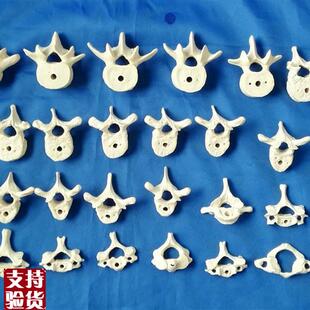 人体1:1散脊椎椎体模型C人体骨骼骨架医用教学讲解